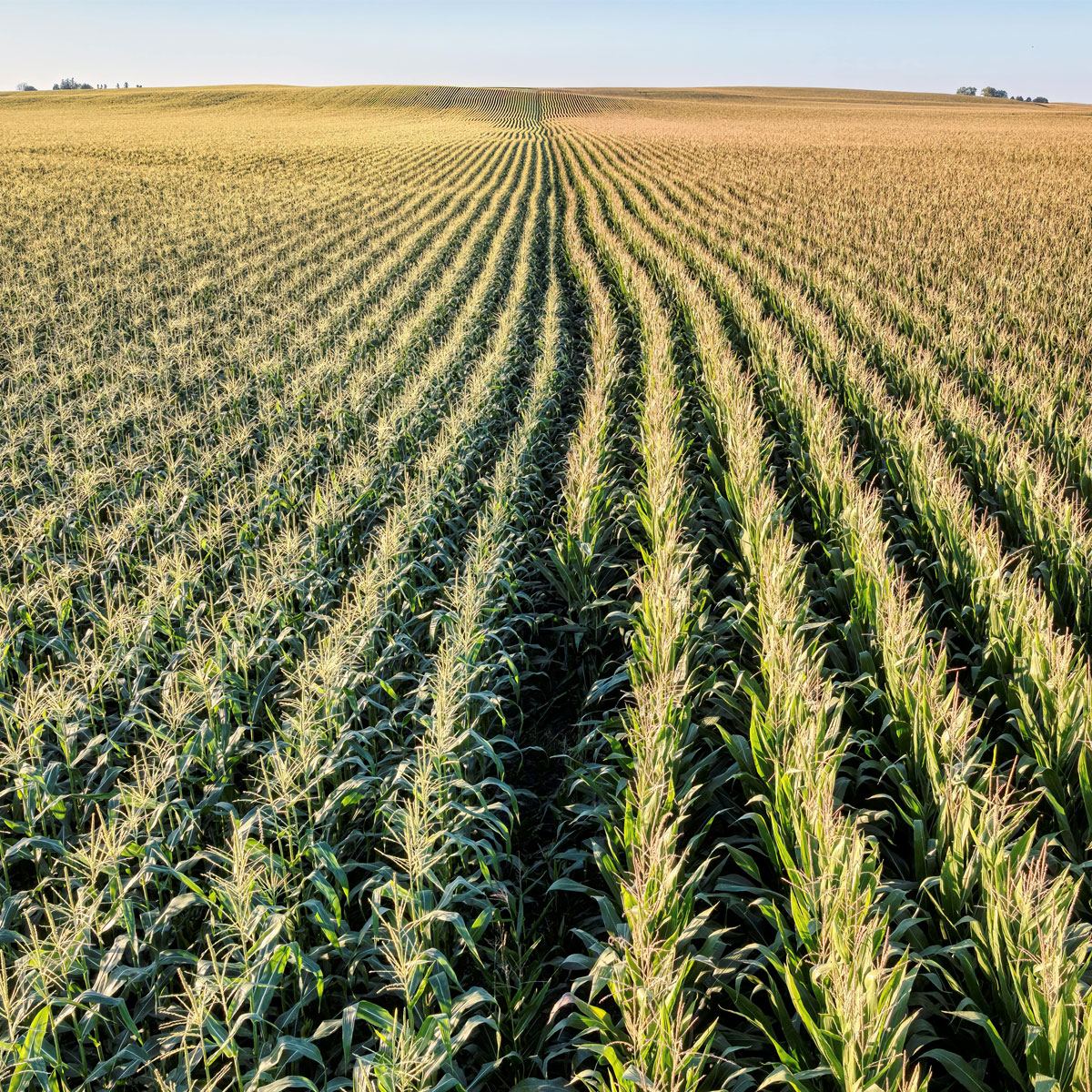 Department of Agriculture